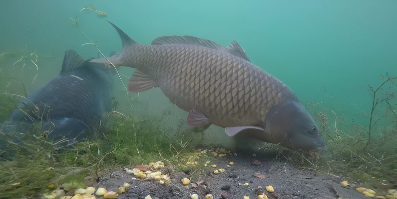 鲫鱼|钓鱼时大声说话,真的能把进窝的鱼惊散么