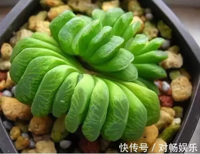 世界上最贵的花,一盆就是一座房子!看过的贵气满满