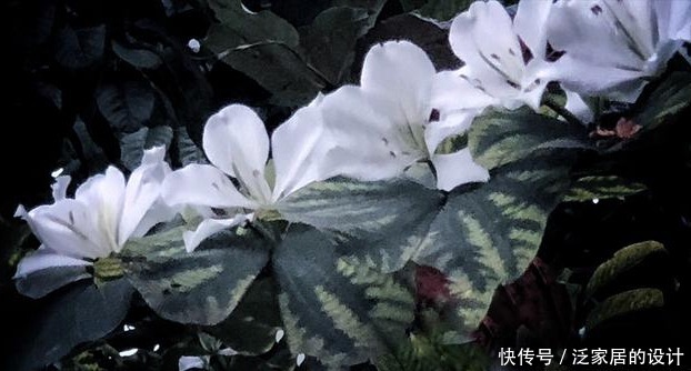 茉莉有“三怕”，入春顺着习性养，催出一圈苞，清香宜人大半年