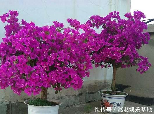 移栽|扦插三角梅,移栽“手法”很重要,提高成活率,移一棵活一棵