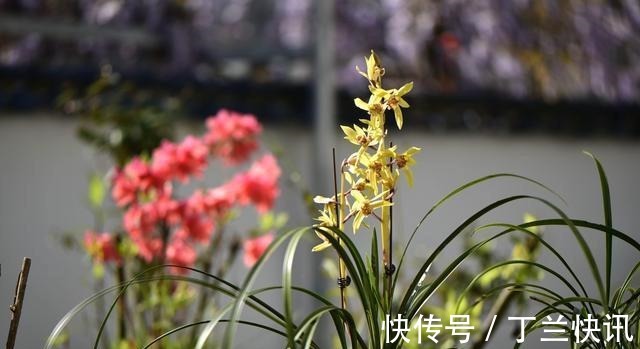 土壤|养兰花时多菌灵如何使用?很多网友不知道,用错了不仅无效还有害
