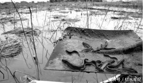 兴奋|乡下大叔藕田里挖藕,竟挖出惊喜,大叔可兴奋坏了