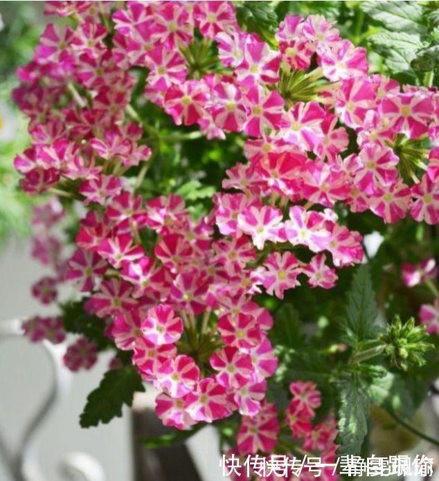 枝条|最适合新手养的4种花,沾土就能活,开花漂亮一年不停