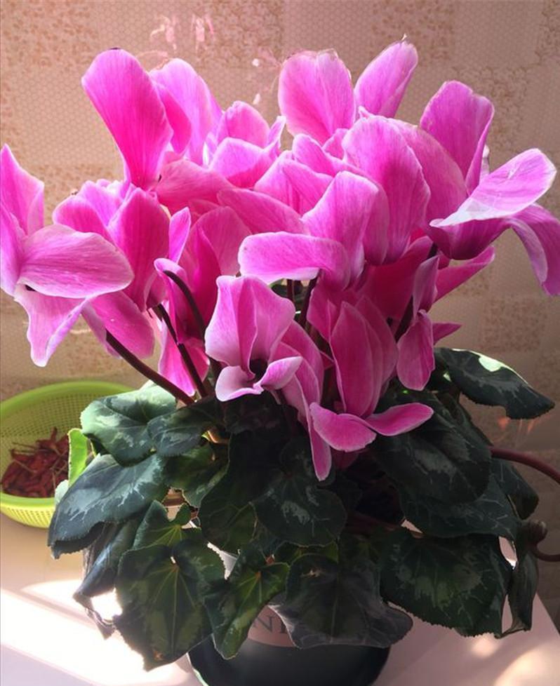 水仙花|新年新气象!10种年宵花,家里放一盆,福瑞迎门,喜庆又吉祥