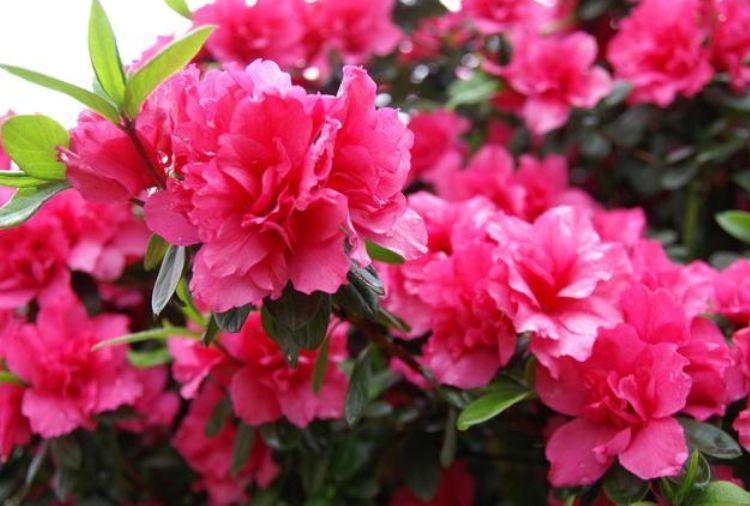 养花就养这几款,美观大方,叶色浓绿,花色绚烂丰富