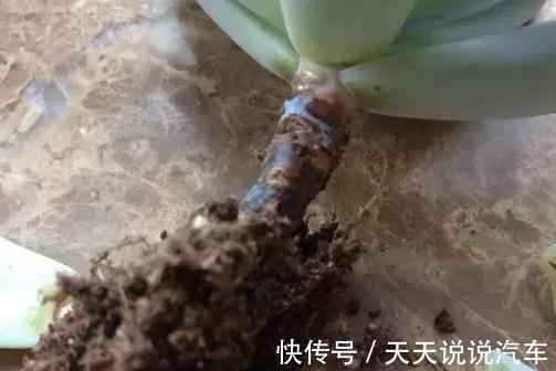 这三种病,会要了多肉的命,附防治方法,建议收藏