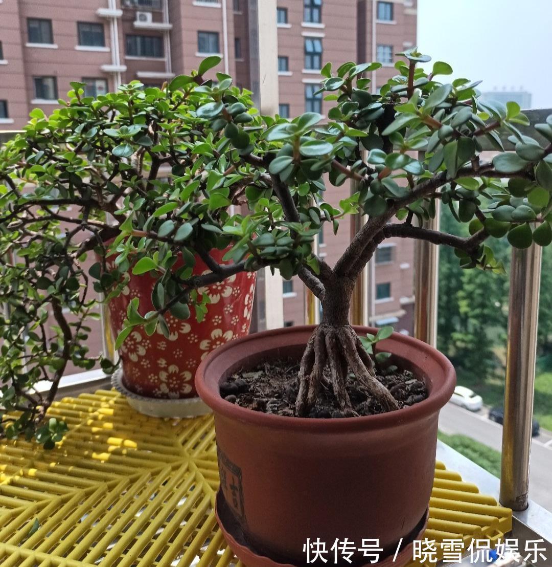 修剪|八月养金枝玉叶,激活“三开关”,窜出八爪根,次年长成苍劲老桩