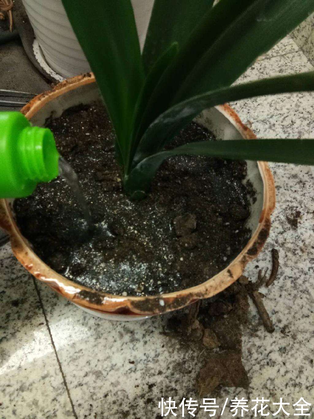 春天给花换盆,掌握换盆技巧,换完呼呼长