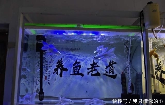 种鱼饲料|不能因为突然制作或者更换了新的鱼饲料,就去大量给观赏鱼投喂