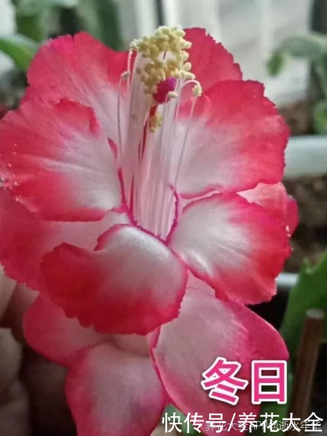 上万块的蟹爪兰，开花像烟花，养过的人不多