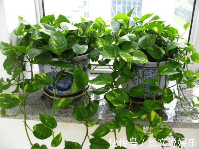 6种号称养不死的花,一不小心就能养爆盆,养花小白都能养很好