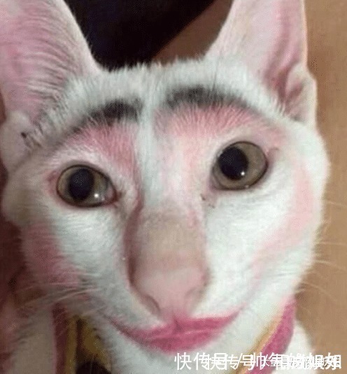 女孩|女孩给小猴子化个公主妆,当它睁开眼的那一刻,心都要化了