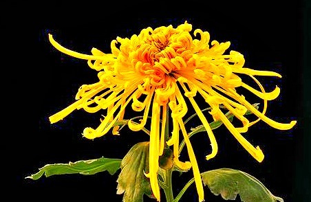 喜欢菊花,不如养盆“菊中珍品”唐宇秋秋,似黄鹤衔珠,妖娆多姿