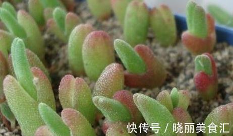 呆萌多肉植物小盆栽,看看你认识几个生活充满小情趣