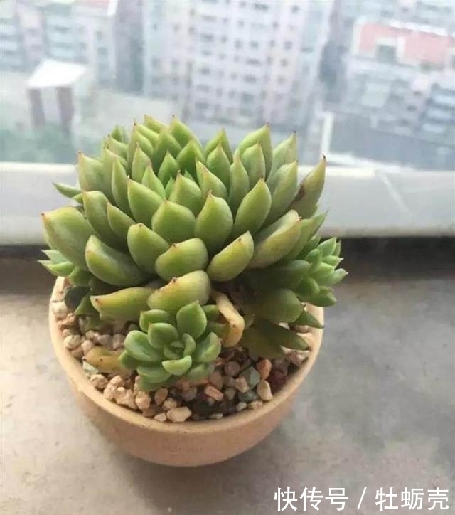 兰石|7字秘诀来养多肉，入坑9年多肉植物没徒也没腐