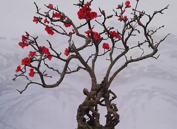 梅花如何修剪,地栽盆景大不同