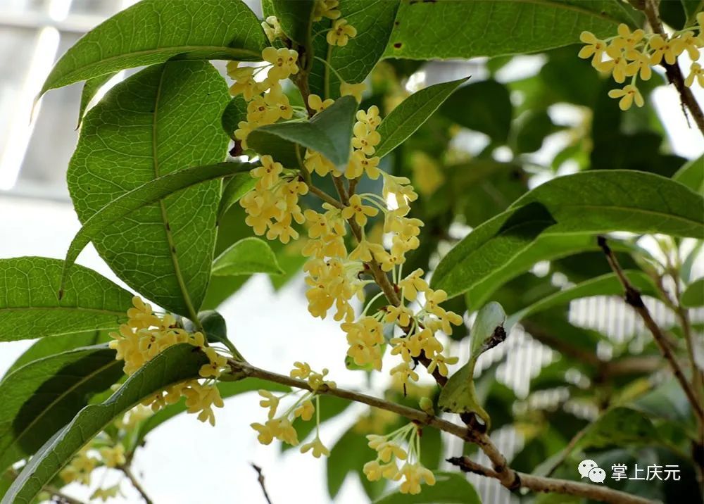 高温|真香！高温“搅乱”花期，桂花虽迟但到