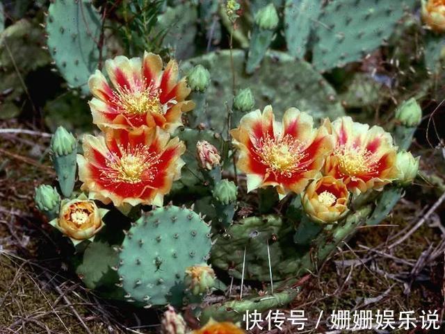 煞气|3种“丑花”,长得不怎么样,却能旺运镇宅,关键还好养