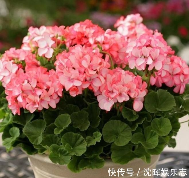 旺运花|4种旺运花,吉祥添富贵,花朵多又艳,直接变成“小花园”!