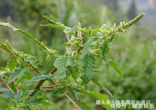 小龙虾|这是植物界的小龙虾让外国人头疼的害草,竟成为国人的下酒菜