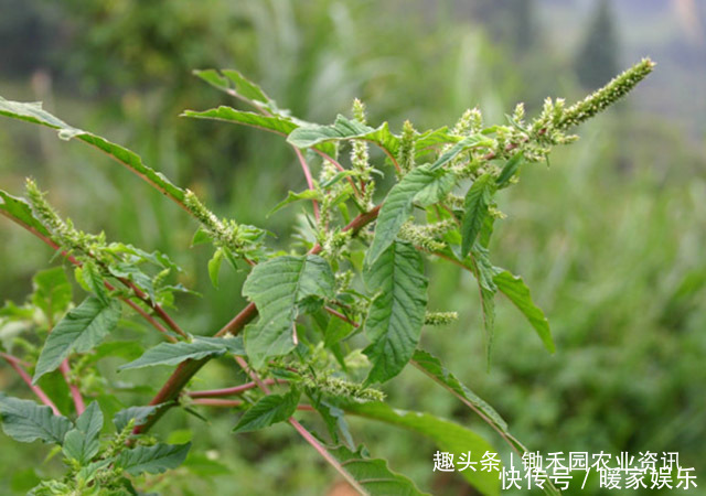 小龙虾|这是植物界的小龙虾让外国人头疼的害草，竟成为国人的下酒菜