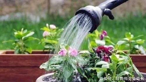 枝头|浇水前多做一件事,养花不烂根,花开满枝头,新手也会养