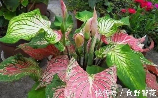 营养土|最有仙气的5种花,迷人的花朵,开满整个花盆,快养起来吧!