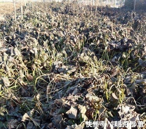 这种蔬菜是能够霜打的,霜打了之后吃味道更好呢你吃过吗