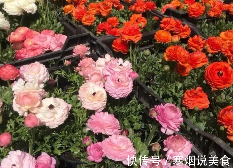 家庭养花成片种花毛茛,调剂好这3大因素,一开就一片花