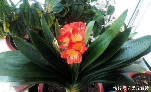 入秋|家庭盆栽君子兰,入秋做好3点,叶子翠绿,年年花开爆成'球'