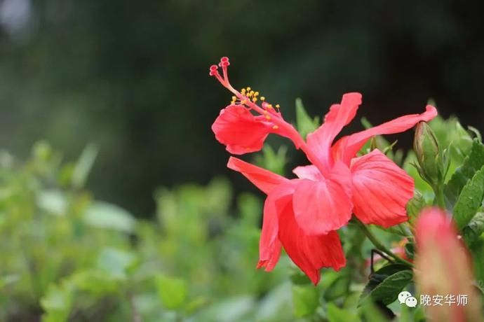 真好看！华师最美校花由你来选