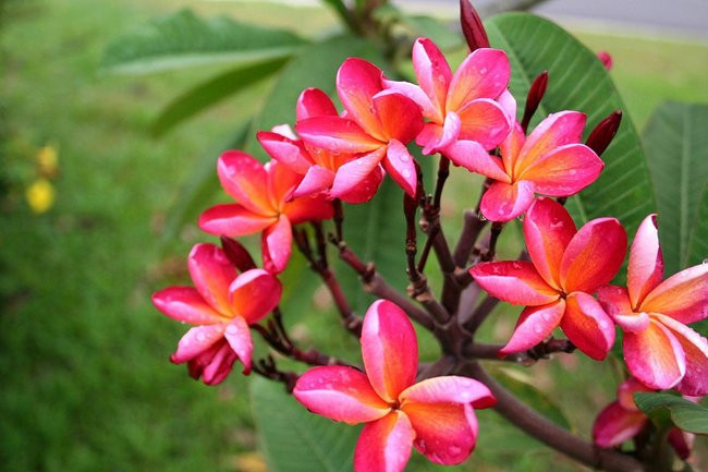 此花花色独特，在开花的时候还能散发出芳香，是最美的花
