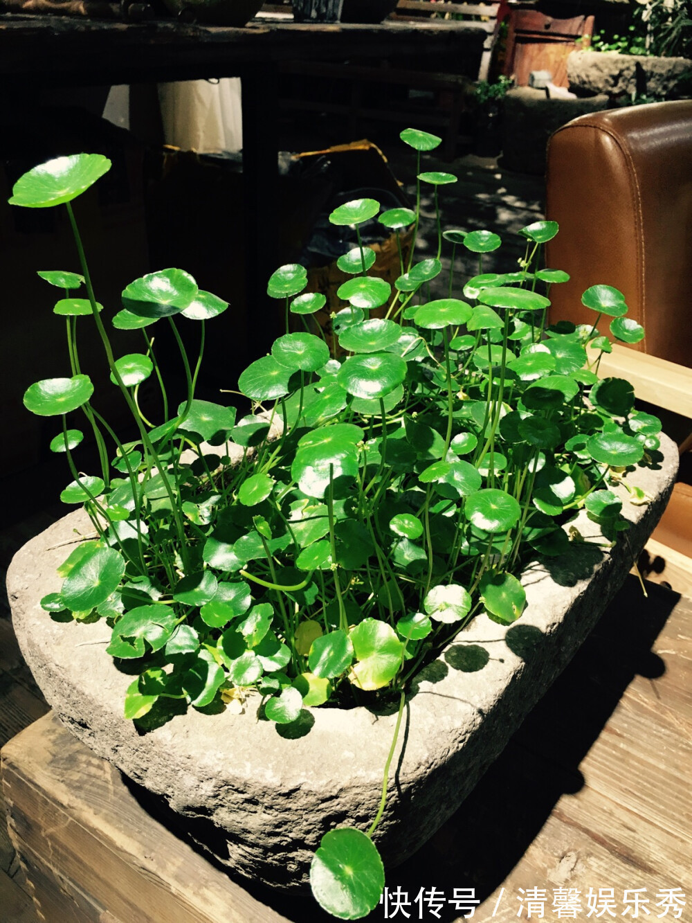 7种寓意“旺财”的花,适合养在家里,看着就有好兆头