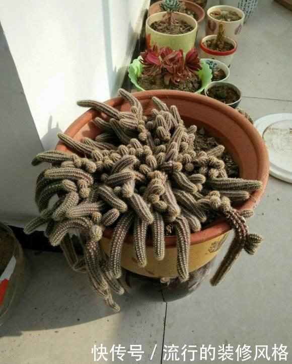 仙人掌科|仙人掌“大毛虫”,冬天冻通红,春天“精致”满头,开眼了