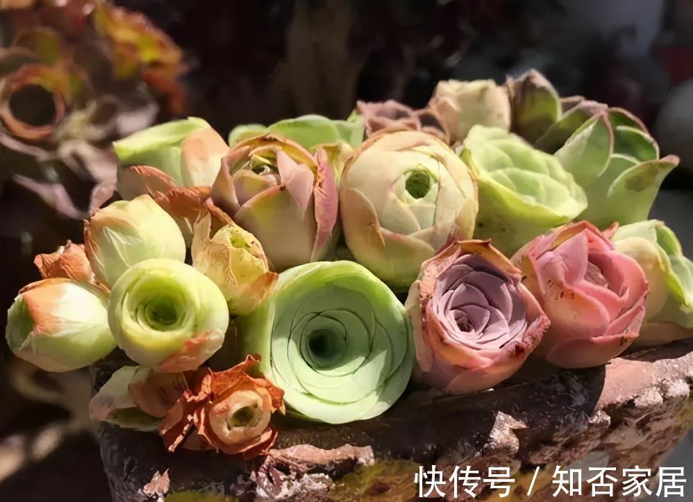 4种漂亮多肉,夏天浇水懒一些,叶片紧凑像玫瑰,轻松度夏好养护