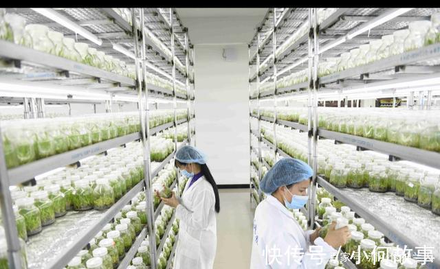 新手养兰这些兰花不能买