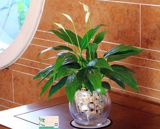 把这3种绿植盆栽养在卫生间,漂亮适阴湿,关键是特别能除异味!