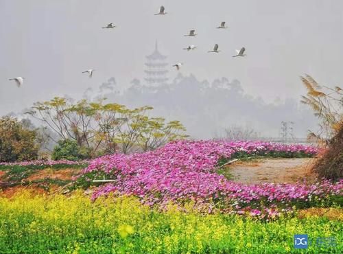 老年|抓紧时间赏花！桥头七彩花田3月1日起暂停开放