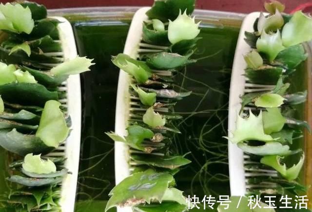 扦插蟹爪兰,巧用“小妙招”,夹在梳子缝里,呼呼长出毛细根