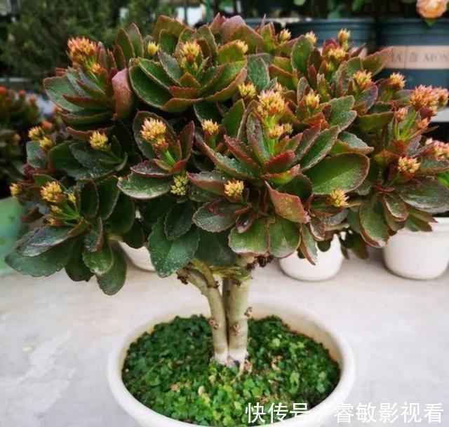 养分|家里的长寿花，用1种方法，让它尽快长成老桩，开花多又美