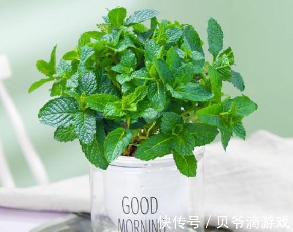 霜降之后，家中一定要养这几种''吉祥花''，开花满园香飘四溢