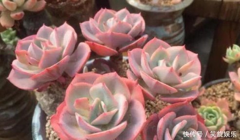 怎样让多肉植物变成小胖子做好一件事就够了