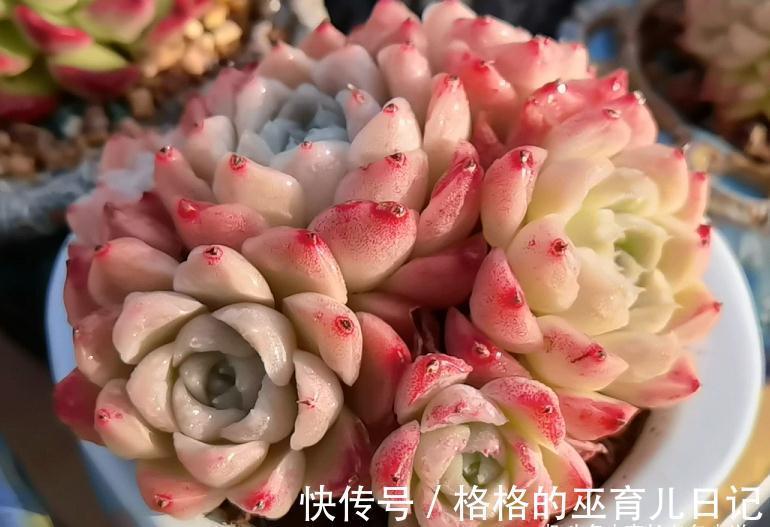 老肉友的多肉上盆秘籍,新手看完照着操作,回头就能变成高手