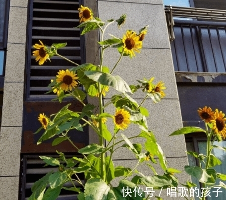 凤仙花|7种花都是一年生植物,开完一次就赶紧扔掉,不然只能浪费时间