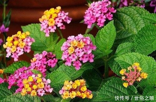 这四种花不能随意养！虽然外表好看，但实际上却是有毒的！