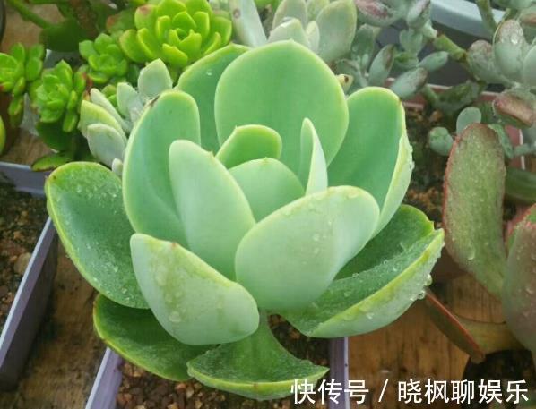 珍珠岩|多肉植物该如何配土选对了,生根发芽就很快,新手涨姿势