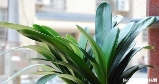 花匠严肃的说, 给君子兰这样洗个澡, 花苞蹭蹭长, 1年开花好几次!