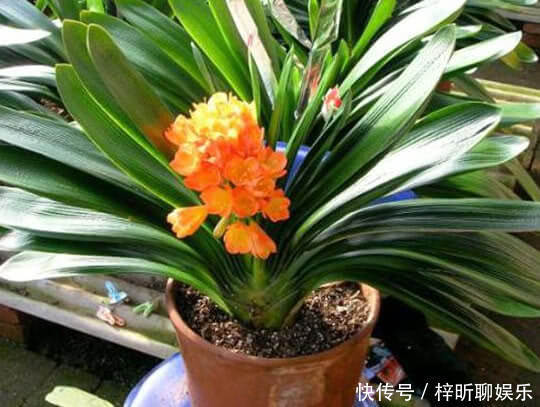 磷酸二氢钾|“君子兰”养了3年还不开花浇点自制“开花水”,1个月冒花箭!