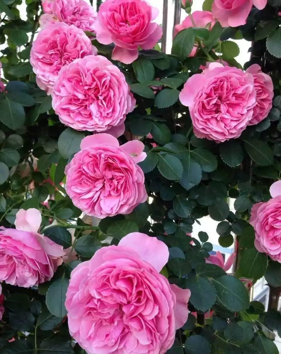 铁线莲|这些“大型花”无论多漂亮,眼馋也别买,没有大院子,买了白扔钱