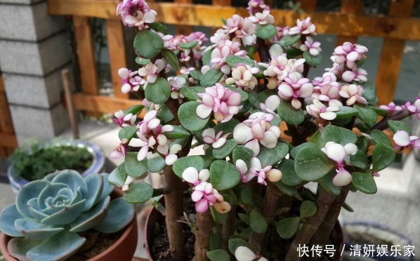 君子兰|什么富贵竹、发财树都不如养“4种”花,旺财又镇宅,越养越值钱